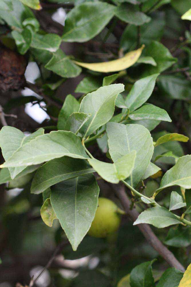               Sun leaves (Cascade, Riverside, CA)   